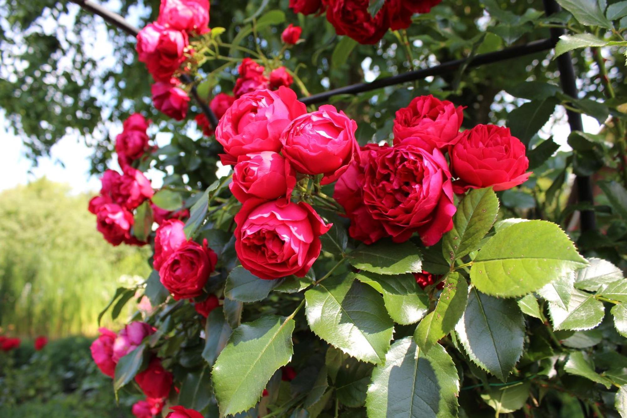 Riepsdorf"Rosenkate 1"公寓 外观 照片